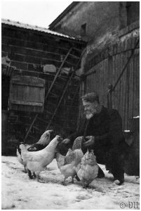 Désiré nourrit ses poules dans la neige